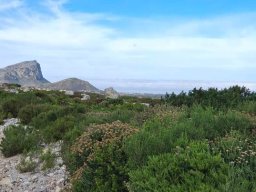 Strandveld next to the fynbos